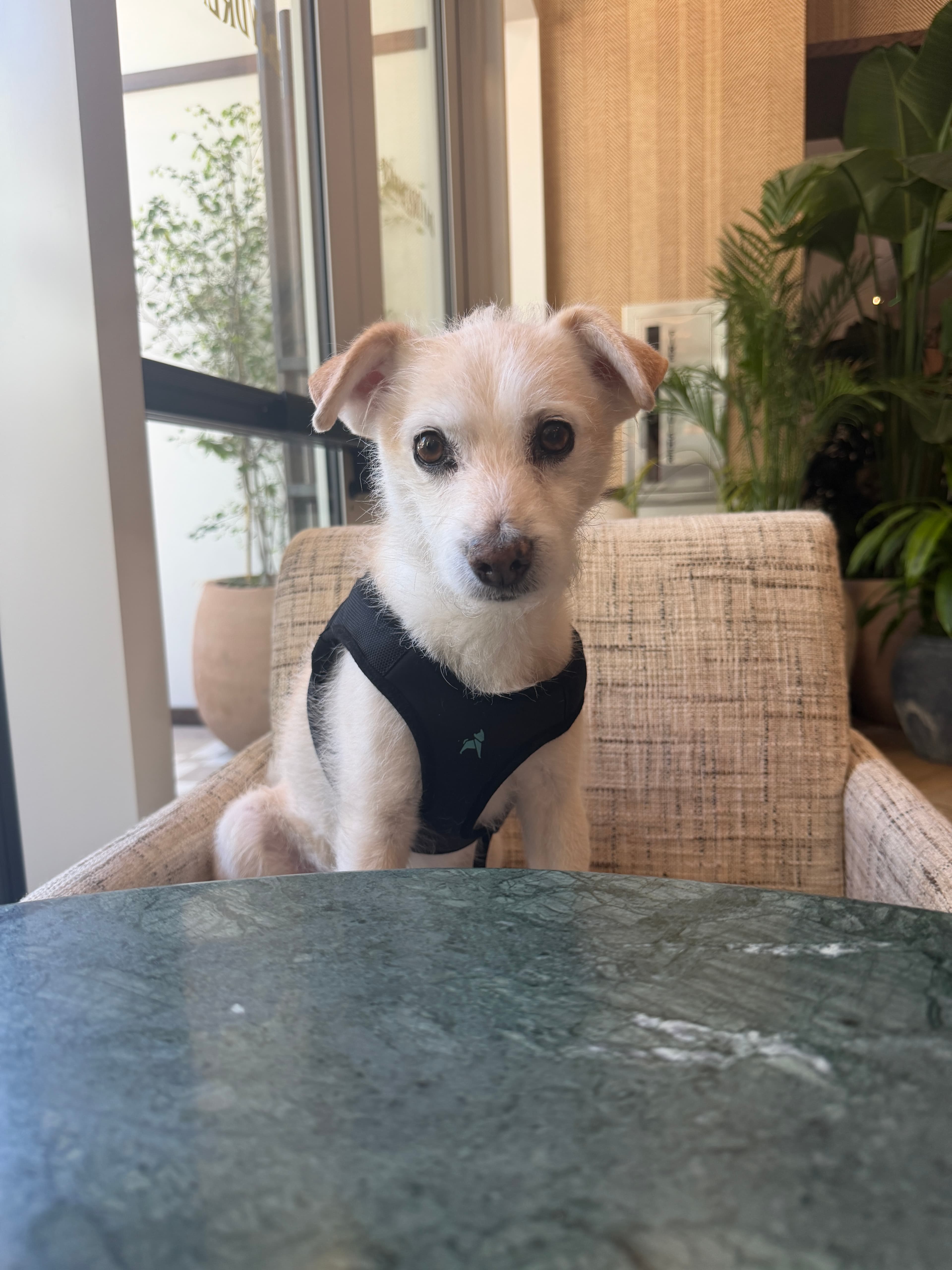 Brownie, the dog